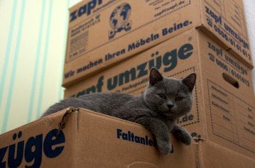 Britisch Kurzhaar Kater auf Umzugskisten